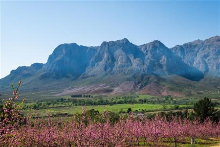 False - Farm For Sale in Stellenbosch Farms, Stellenbosch, Western Cape - M10782