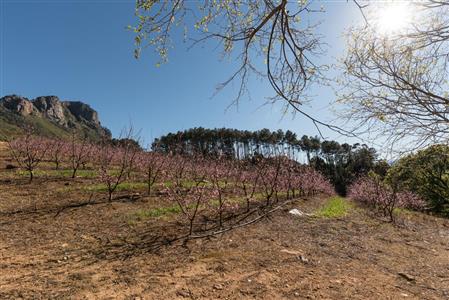 False - Farm For Sale in Stellenbosch Farms, Stellenbosch, Western Cape - M10782