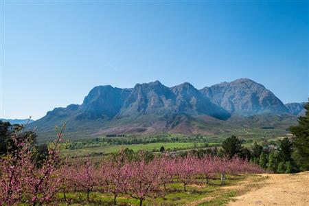 False - Farm For Sale in Stellenbosch Farms, Stellenbosch, Western Cape - M10782