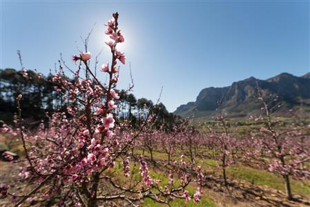 False - Farm For Sale in Stellenbosch Farms, Stellenbosch, Western Cape - M10782