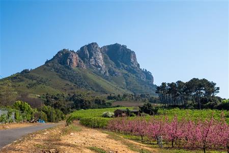 False - Farm For Sale in Stellenbosch Farms, Stellenbosch, Western Cape - M10782