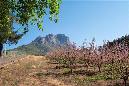 False - Farm For Sale in Stellenbosch Farms, Stellenbosch, Western Cape - M10782