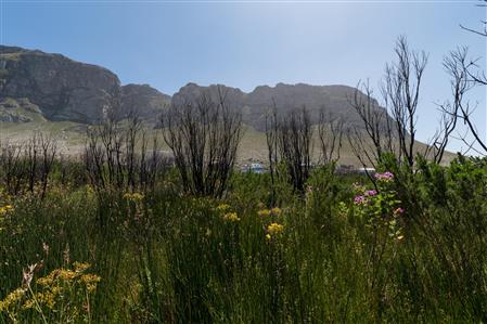 False - Vacant Land For Sale in Bettys Bay, Western Cape - M19181
