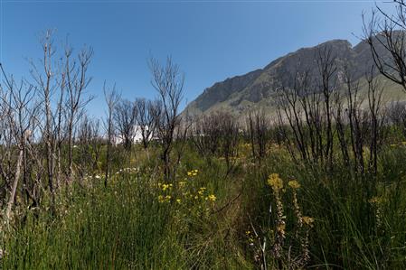 False - Vacant Land For Sale in Bettys Bay, Western Cape - M19181