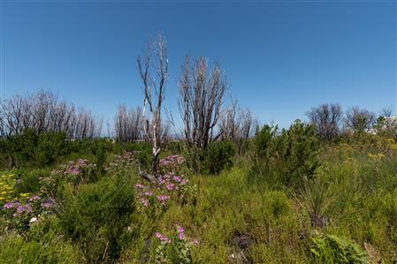 False - Vacant Land For Sale in Bettys Bay, Western Cape - M19181