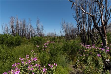 False - Vacant Land For Sale in Bettys Bay, Western Cape - M19181