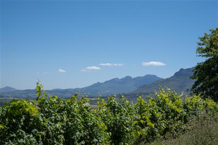 False - Farm For Sale in Stellenbosch Farms, Stellenbosch, Western Cape - M19571