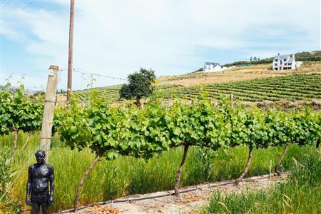 False - Vacant Land For Sale in Weltevreden Hills Estate, Welgevonden, Stellenbosch, Western Cape - M19905