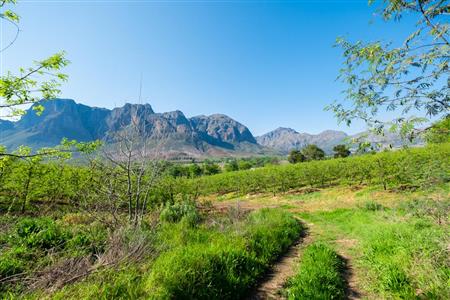False - Farm For Sale in Stellenbosch Central, Stellenbosch, Western Cape - M15351