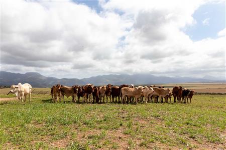 False - Farm For Sale in Albertinia, Western Cape - M116574