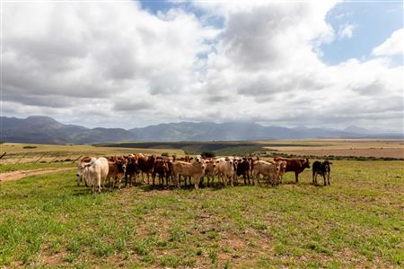 False - Farm For Sale in Albertinia, Western Cape - M116574