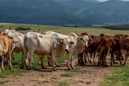 False - Farm For Sale in Albertinia, Western Cape - M116574