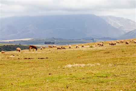 False - Farm For Sale in Albertinia, Western Cape - M116574