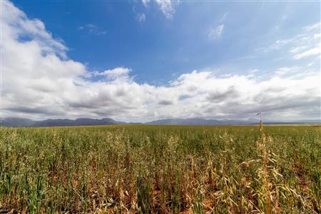 False - Farm For Sale in Albertinia, Western Cape - M116574
