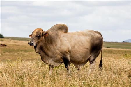 False - Farm For Sale in Albertinia, Western Cape - M116574