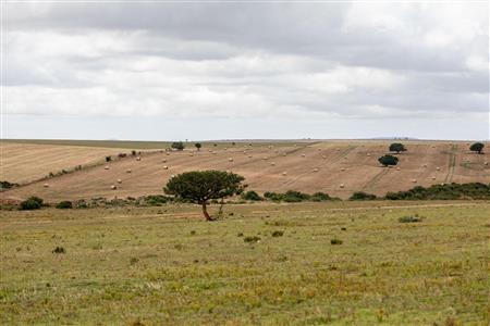False - Farm For Sale in Albertinia, Western Cape - M116574