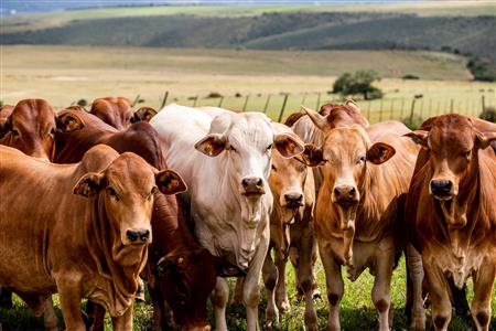 False - Farm For Sale in Albertinia, Western Cape - M116574