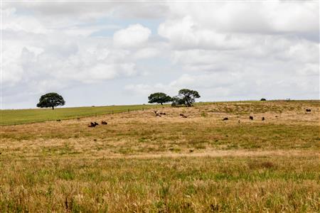 False - Farm For Sale in Albertinia, Western Cape - M116574