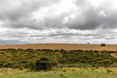 False - Farm For Sale in Albertinia, Western Cape - M116574