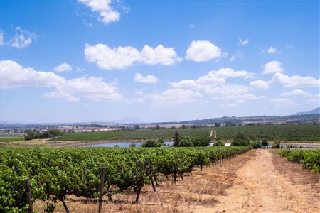 False - Farm For Sale in Klein Drakenstein, Paarl, Western Cape - M120164