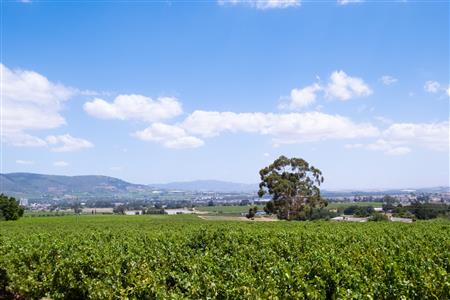 False - Farm For Sale in Klein Drakenstein, Paarl, Western Cape - M120164