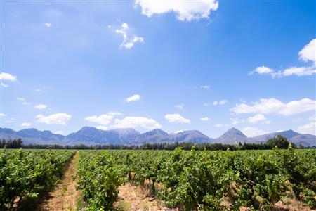 False - Farm For Sale in Klein Drakenstein, Paarl, Western Cape - M120164