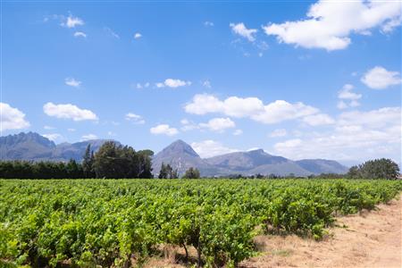 False - Farm For Sale in Klein Drakenstein, Paarl, Western Cape - M120164