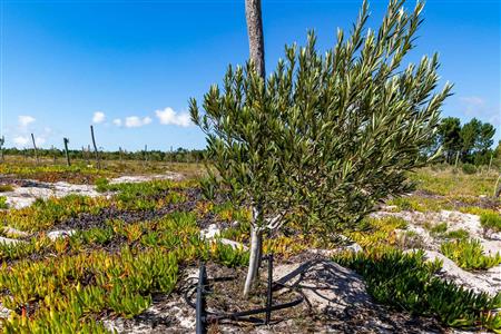 False - Farm For Sale in Albertinia, Western Cape - M120327