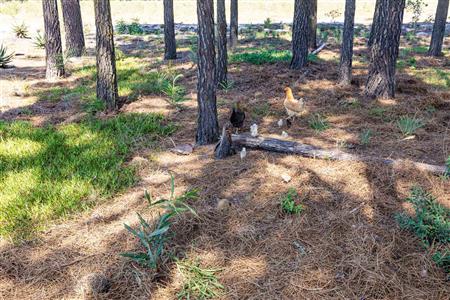 False - Farm For Sale in Albertinia, Western Cape - M120327