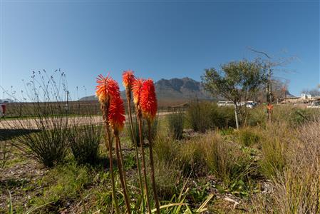 False - Vacant Land For Sale in Paradyskloof, Stellenbosch, Western Cape - M121575