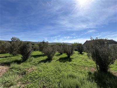 False - Vacant Land For Sale in McGregor, Western Cape - M123740