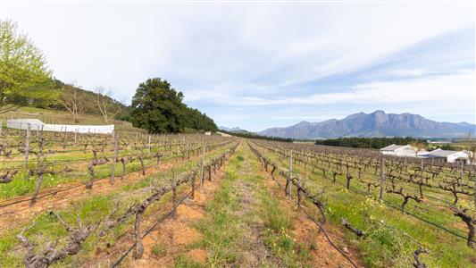 False - Farm For Sale in Paarl Central, Paarl, Western Cape - M125472