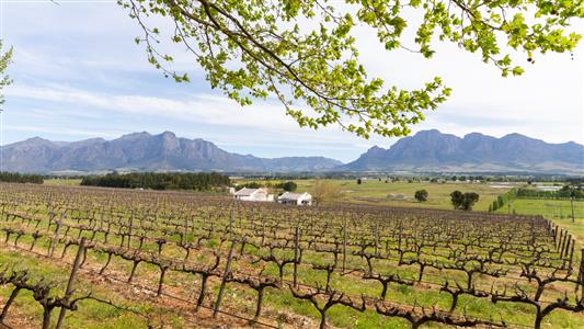 False - Farm For Sale in Paarl Central, Paarl, Western Cape - M125472