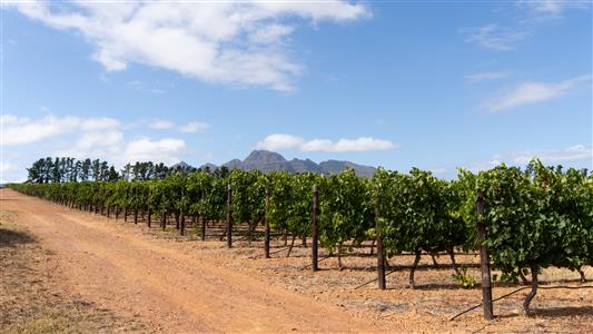 False - Vacant Land For Sale in Le Hermitage, Stellenbosch, Western Cape - M126549