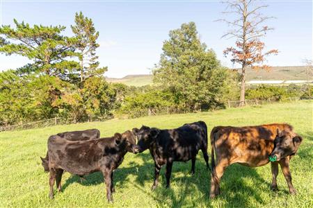 Farm For Sale in Riversdale, Western Cape - M126708