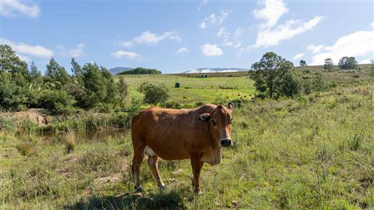 Farm For Sale in Riversdale, Western Cape - M126708