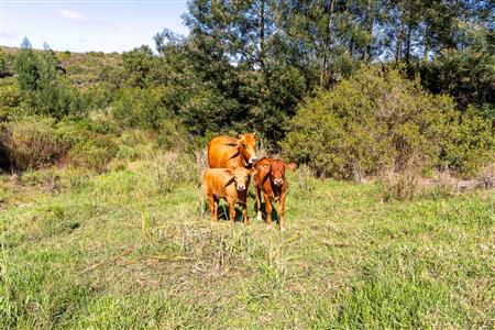 Farm For Sale in Riversdale, Western Cape - M126708