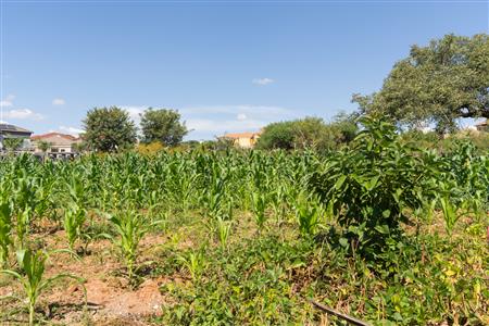 False - Vacant Land Sold in Sterpark, Polokwane, Limpopo - M126993