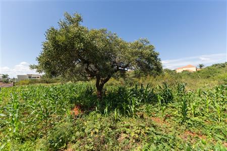 False - Vacant Land Sold in Sterpark, Polokwane, Limpopo - M126993