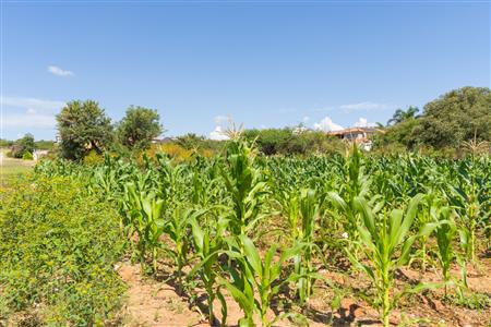 False - Vacant Land Sold in Sterpark, Polokwane, Limpopo - M126993